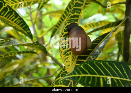 Eine Riesenlandschnecke (Acavus Phoenix) klebt an einem gelben und grünen, variegierten Crotonblatt (Codiaeum Variegatum) Stockfoto