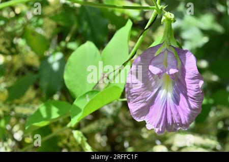 Nahaufnahme einer hellvioletten asiatischen Taubenflügelblume (Clitoria ternatea) Stockfoto