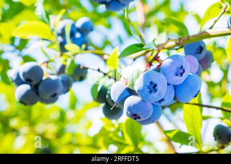 Heidelbeeren. Schornsteine reifer, großer Beeren im Busch der Heidelbeerpflanze Stockfoto