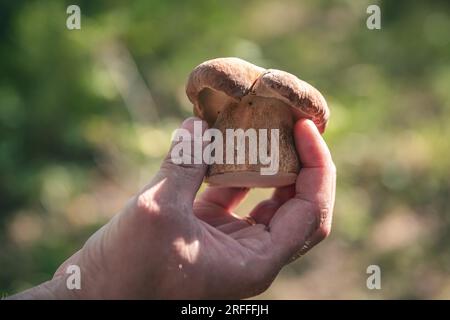 Die Hand eines Mannes hält nur das, was ein Pilz im Wald geschnitten hat Stockfoto