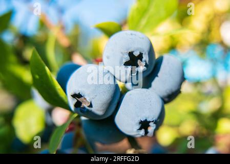 Heidelbeeren. Bündel reifer großer Beeren Blaubeerpflanze Stockfoto