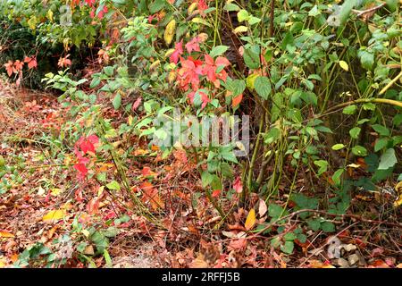 Rote Blätter des Virginia Creeper, die gegen Herbstlaub stehen, grün, gelb, braun. Farbenfroh. Stockfoto