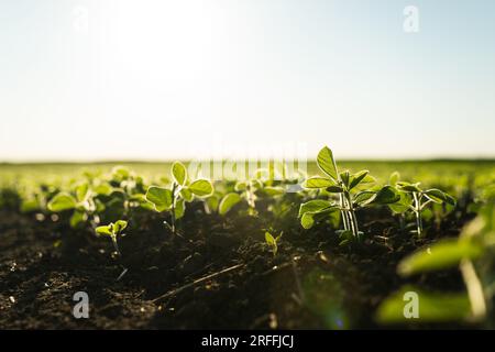 Grünes Jungblatt einer Sojabohnenpflanze im Nahbereich eines landwirtschaftlichen Feldes. Selektiver Fokus. Stockfoto