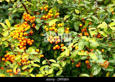 Viele Haufen gelber und orangefarbener Beeren vor grünem Blatthintergrund. Stockfoto