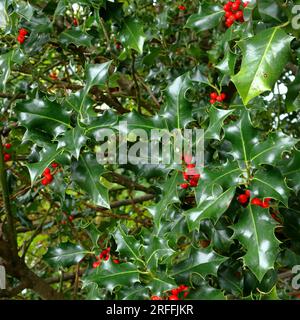 Quadratisches Foto, kräftige grüne Stachelblätter und lebendige rote Beeren. Saisonal. Stockfoto