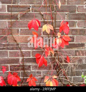 Kräftige rote Blätter des Virginia Creeper, der eine rot-braune Backsteinmauer erklommen hat. Stockfoto