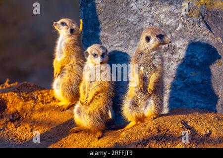 Eine Gruppe Erdmännchen steht auf dem Sand und schaut sich etwas an Stockfoto