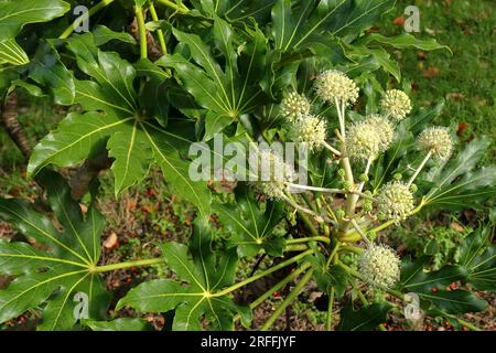 Fatsia Japonica-Blütenköpfe in Teilblüte. Mit glänzenden grünen Blättern und Gras und Erde im Hintergrund. Stockfoto