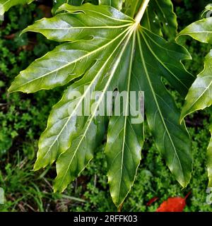 Glänzend, grün, Fatsia Japonica-Blatt. Ein Blatt mit mehreren Fingern in kräftigen Farben und auf grünem Boden. Helle Hintergrundunschärfe. Stockfoto