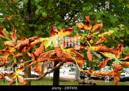 Herbst, Nahzweig eines Rosskastanienbaums, seine Blätter sterben vor dem Hintergrund anderer Bäume und Laubbäume. Stockfoto