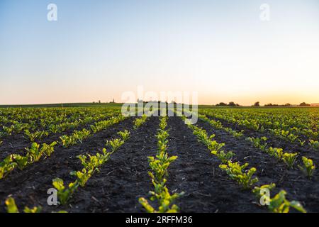 Grüne junge Rote-Beete-Pflanzen, die in einem Boden auf einem landwirtschaftlichen Feld in einer streifenden Reihe bei Sonnenuntergang wachsen. Junge Rübensprossen, die in ordentlichen Reihen gepflanzt wurden. Soja Stockfoto