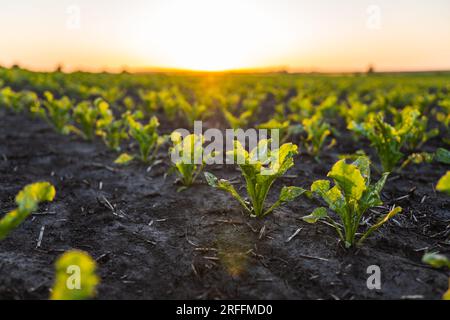 Reihen grüner Rote Bete auf dem fruchtbaren Ackerland im Sommer. Junge Rübenwurzelpflanze gegen die Sonne. Stockfoto