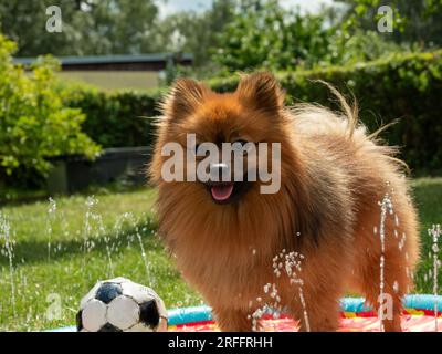 Spitz-Hund in einem Hundebrunnen auf einem grünen Rasen. Spitz-Hund spielt im Wasser. Stockfoto