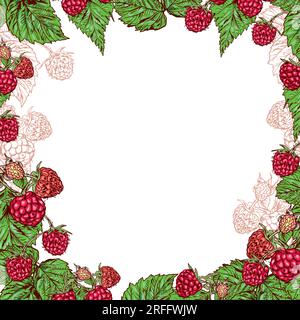 Rote Himbeere, Himbeerzweig, grüne Himbeerblätter. Vektordarstellung eines Rahmens mit Beeren. Grußkarten, Einladungen, Sommerbanner. Stock Vektor