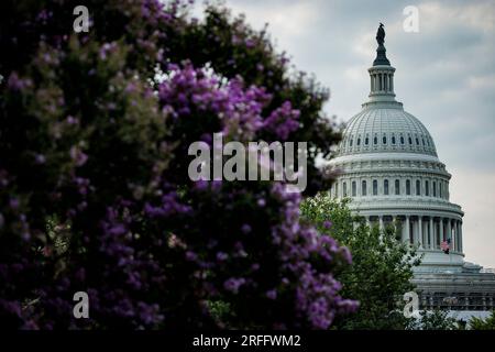 Washington, Usa. 03. Aug. 2023. Die USA Das Capitol Building befindet sich ein paar Blocks entfernt vor der Anklage des ehemaligen Präsidenten Donald Trumps vor dem Bundesgericht im E. Barrett Prettyman United States Courthouse am 3. August 2023 in Washington, DC. Am Dienstag verkündete Special Counsel Jack Smith, dass eine Grand Jury den ehemaligen Präsidenten wegen vierfacher strafrechtlicher Verfolgung des Einsatzes "rechtswidriger Mittel, um legitime Stimmen zu diskontieren und die Wahlergebnisse zu untergraben" angeklagt hat. (Foto: Samuel Corum/Sipa USA) Guthaben: SIPA USA/Alamy Live News Stockfoto