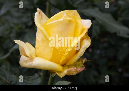 Nahaufnahme einer gelben Rose mit Wassertropfen Stockfoto