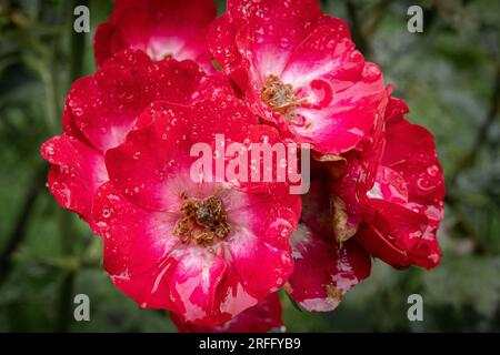 Rote wilde Rose nach dem Regen Stockfoto