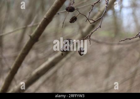 erlenkegel auf dem Ast, Frühlingswald-Atmosphäre Stockfoto