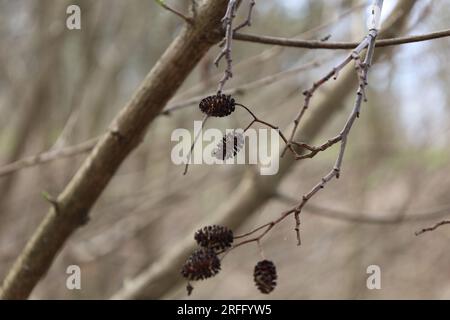 erlenkegel auf dem Ast, Frühlingswald-Atmosphäre Stockfoto