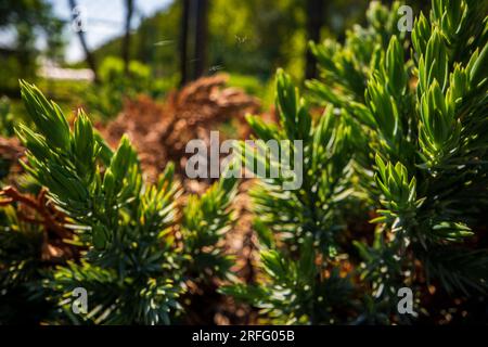 Dornige Zweige der Wacholdernaht. Ein Stachelbaum. Grüner natürlicher Hintergrund. Baumnadeln-Textur. Banner mit Kopierbereich Stockfoto