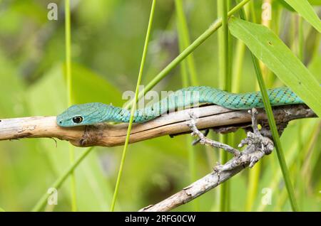 Eine attraktive und harmlose Schlange, eine gepunktete grüne Schlange, ruht auf einem Ast nahe am Ufer. Es sind sehr baumähnliche Schlangen. Stockfoto