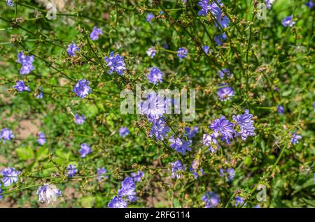 Blaue Blüten gewöhnlicher Zichorien auf dem Feld. Heilpflanze in der Natur Stockfoto