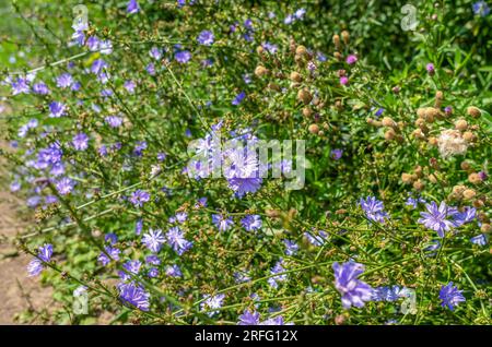Blaue Blüten gewöhnlicher Zichorien auf dem Feld. Heilpflanze in der Natur Stockfoto