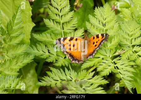 Nymphalis xanthomelas, die knappe Schildkröte, ist eine Art Nymphalid-Schmetterling, die in Osteuropa und Asien zu finden ist. Stockfoto