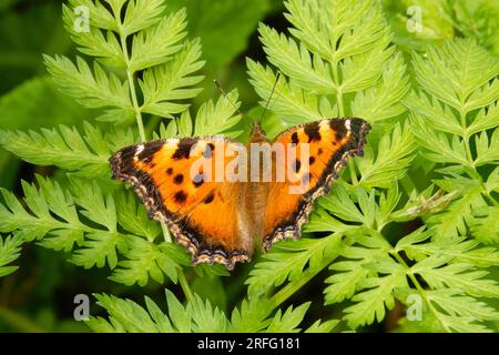 Nymphalis xanthomelas, die knappe Schildkröte, ist eine Art Nymphalid-Schmetterling, die in Osteuropa und Asien zu finden ist. Stockfoto