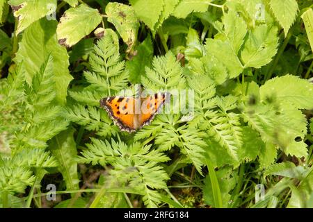 Nymphalis xanthomelas, die knappe Schildkröte, ist eine Art Nymphalid-Schmetterling, die in Osteuropa und Asien zu finden ist. Stockfoto