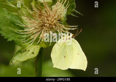 Gonepteryx rhamni (bekannt als der gewöhnliche Schwefel) ist ein Schmetterling der Familie Pieridae. Stockfoto