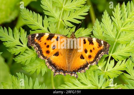 Nymphalis xanthomelas, die knappe Schildkröte, ist eine Art Nymphalid-Schmetterling, die in Osteuropa und Asien zu finden ist. Stockfoto