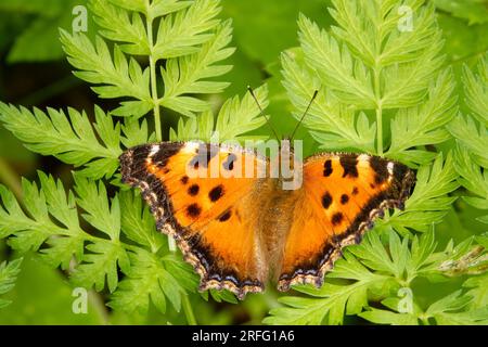 Nymphalis xanthomelas, die knappe Schildkröte, ist eine Art Nymphalid-Schmetterling, die in Osteuropa und Asien zu finden ist. Stockfoto