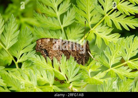 Nymphalis xanthomelas, die knappe Schildkröte, ist eine Art Nymphalid-Schmetterling, die in Osteuropa und Asien zu finden ist. Stockfoto