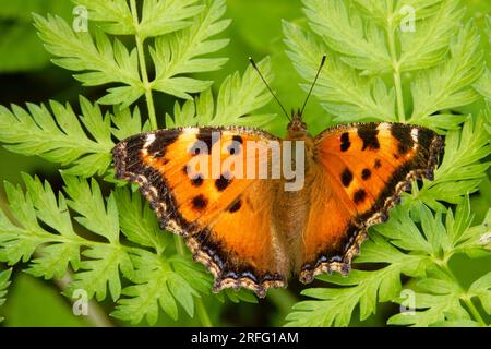 Nymphalis xanthomelas, die knappe Schildkröte, ist eine Art Nymphalid-Schmetterling, die in Osteuropa und Asien zu finden ist. Stockfoto