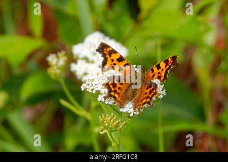 Polygonia c-Album, das Komma, ist eine Nahrungs-generalistische (polyphagöse) Schmetterlingsart, die zur Familie der Nymphalidae gehört. Stockfoto