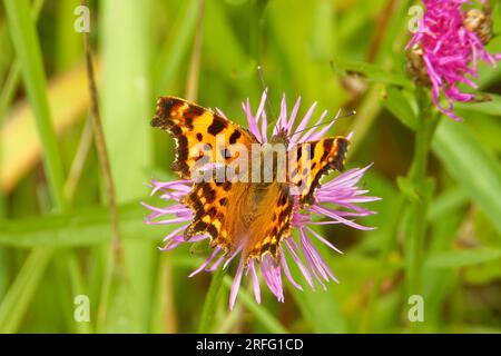 Polygonia c-Album, das Komma, ist eine Nahrungs-generalistische (polyphagöse) Schmetterlingsart, die zur Familie der Nymphalidae gehört. Stockfoto