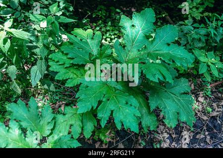 Grosse grüne Blätter des gemeinen Hogweed Heracleum im Wald Stockfoto