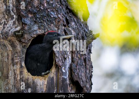 Black Woodpecker - Dryocopus martius, Porträt eines wunderschönen beliebten Vogels aus europäischen Wäldern und Wäldern, Finnland, Skandinavien. Stockfoto