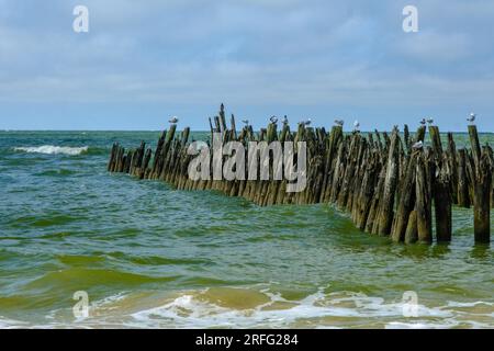 Seevögel, die auf einem alten Holzsteg an der Ostsee in Lettland sitzen. Stockfoto