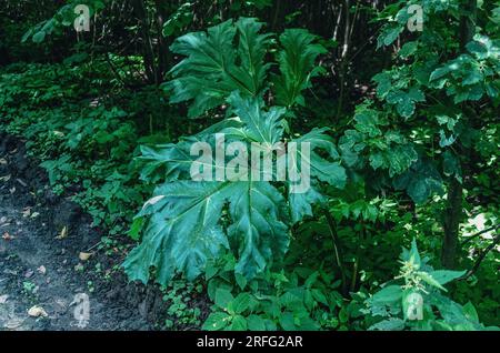 Grosse grüne Blätter des gemeinen Hogweed Heracleum im Wald Stockfoto