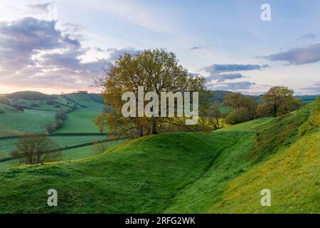 Die Wälle von Cadbury Castle, einem Hügel aus Bronze- und Eisenzeit, der vor Ort als König Artus Camelot bekannt ist. South Cadbury, Somerset, England. Stockfoto