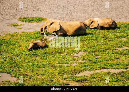 Afrikanische Elefanten aus der Vogelperspektive - Loxodonta Africana grast im Enkongo Narok Sumpf im Amboseli Nationalpark in Kenia Stockfoto