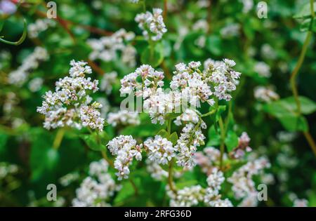 Weiße Buchweizenblumen. Buchweizen blüht auf dem Feld. Buchweizenernte Stockfoto