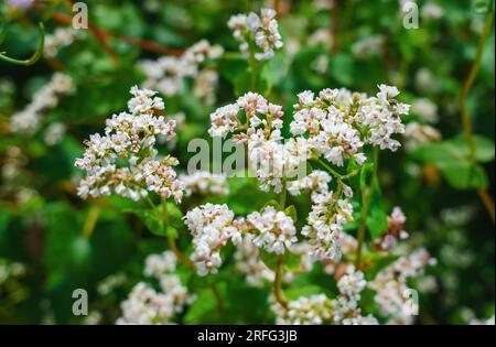 Weiße Buchweizenblumen. Buchweizen blüht auf dem Feld. Buchweizenernte Stockfoto