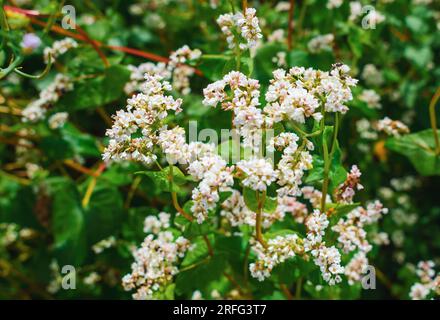 Weiße Buchweizenblumen. Buchweizen blüht auf dem Feld. Buchweizenernte Stockfoto