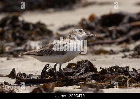 Nördliches Neuseeland Dotterel - Charadrius aquilonius - in Seetang auf der Suche nach Nahrung, an der Küste Neuseelands auf der Nordinsel. Stockfoto