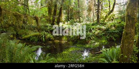 Auf der Olympic-Halbinsel ist der Hoh-Regenwald einer der größten gemäßigten Regenwälder in den USA. Die Gegend wird jährlich über 100 cm Regen ausgesetzt. Stockfoto