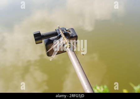 Dragonfly sitzt in der Natur auf einer Stativ-Action-Kamera. Aufnahme einer Nature Action-Kamera. Interessante Insekten Stockfoto