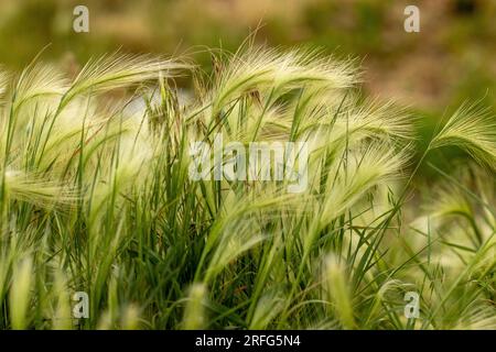 Nebraska-Unkraut schließt Federgras im Wind. Hochwertiges Foto Stockfoto